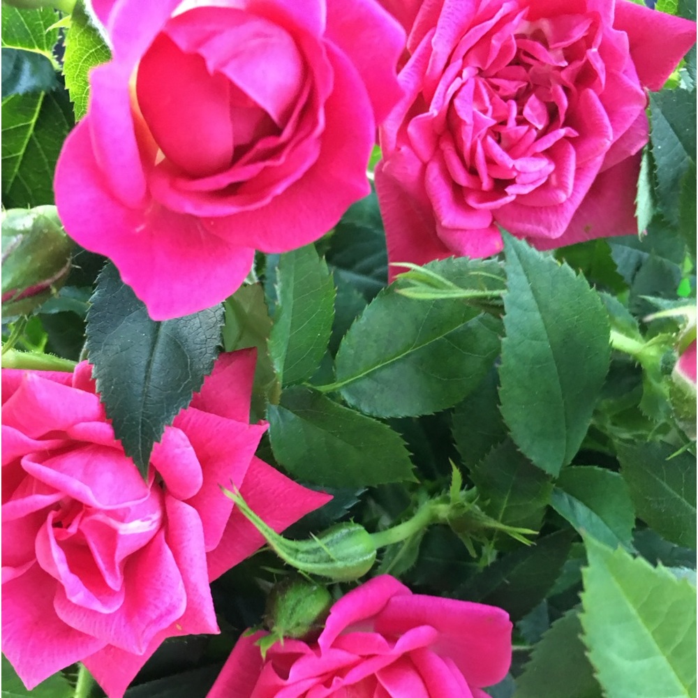 Meet your Posher, Taylor💜💗